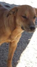 KENO, Hund, Mischlingshund in Portugal - Bild 2