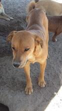 KENO, Hund, Mischlingshund in Portugal - Bild 5