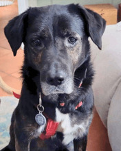 ADAM, Hund, Mischlingshund in Wrist