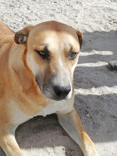LENNLEON, Hund, Mischlingshund in Portugal - Bild 1
