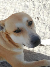 LENNLEON, Hund, Mischlingshund in Portugal - Bild 2