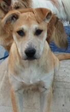 LENNLEON, Hund, Mischlingshund in Portugal - Bild 5