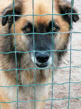 RHYAN, Hund, Mischlingshund in Portugal - Bild 1