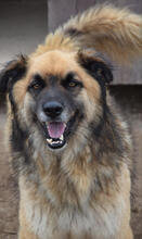 RHYAN, Hund, Mischlingshund in Portugal - Bild 2