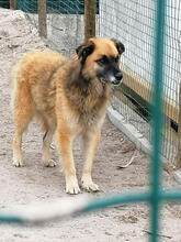 RHYAN, Hund, Mischlingshund in Portugal - Bild 4