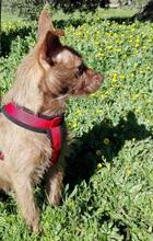 JUNA, Hund, Mischlingshund in Spanien - Bild 3