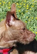 JUNA, Hund, Mischlingshund in Spanien - Bild 5