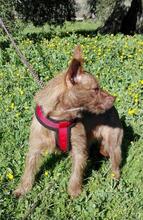 JUNA, Hund, Mischlingshund in Spanien - Bild 6