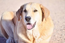 NATILLAS, Hund, Mischlingshund in Spanien - Bild 1