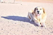 NATILLAS, Hund, Mischlingshund in Spanien - Bild 2