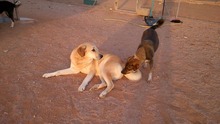 NATILLAS, Hund, Mischlingshund in Spanien - Bild 3