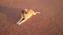 NATILLAS, Hund, Mischlingshund in Spanien - Bild 4