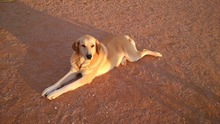 NATILLAS, Hund, Mischlingshund in Spanien - Bild 5