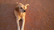 NATILLAS, Hund, Mischlingshund in Spanien - Bild 6