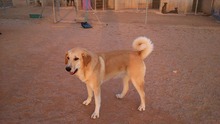 NATILLAS, Hund, Mischlingshund in Spanien - Bild 7