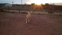 NATILLAS, Hund, Mischlingshund in Spanien - Bild 8