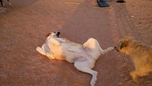 NATILLAS, Hund, Mischlingshund in Spanien - Bild 9