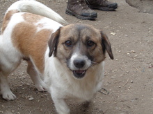 ROXI, Hund, Mischlingshund in Ungarn - Bild 1