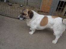ROXI, Hund, Mischlingshund in Ungarn - Bild 3
