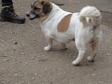 ROXI, Hund, Mischlingshund in Ungarn - Bild 4