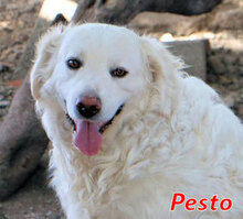 PESTO, Hund, Maremmano-Mix in Italien - Bild 1
