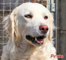PESTO, Hund, Maremmano-Mix in Italien - Bild 10