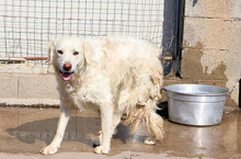 PESTO, Hund, Maremmano-Mix in Cremlingen - Bild 13