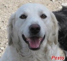 PESTO, Hund, Maremmano-Mix in Cremlingen - Bild 15