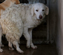 PESTO, Hund, Maremmano-Mix in Cremlingen - Bild 22