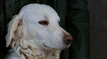 PESTO, Hund, Maremmano-Mix in Cremlingen - Bild 28
