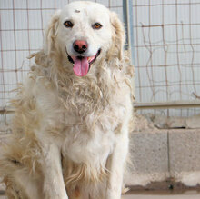 PESTO, Hund, Maremmano-Mix in Cremlingen - Bild 6