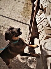 PERROS, Hund, Mischlingshund in Regensburg - Bild 4