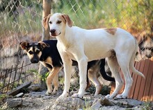 REMI, Hund, Mischlingshund in Italien - Bild 3