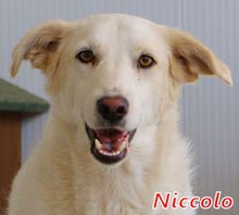 NICCOLO, Hund, Maremmano-Mix in Italien - Bild 1