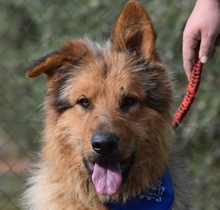 CARO, Hund, Mischlingshund in Spanien - Bild 1
