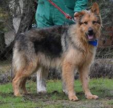CARO, Hund, Mischlingshund in Spanien - Bild 2