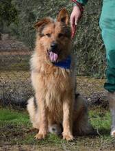 CARO, Hund, Mischlingshund in Spanien - Bild 3
