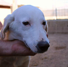 MORGAN, Hund, Maremmano-Mix in Italien - Bild 12