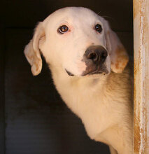 MORGAN, Hund, Maremmano-Mix in Italien - Bild 13