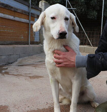 MORGAN, Hund, Maremmano-Mix in Italien - Bild 14