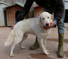 MORGAN, Hund, Maremmano-Mix in Italien - Bild 15