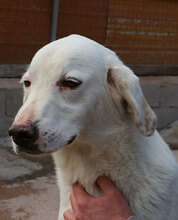 MORGAN, Hund, Maremmano-Mix in Italien - Bild 16