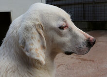 MORGAN, Hund, Maremmano-Mix in Italien - Bild 17