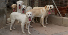 MORGAN, Hund, Maremmano-Mix in Italien - Bild 18