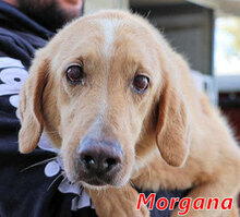 MORGANA, Hund, Maremmano-Mix in Italien - Bild 1