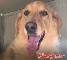 MORGANA, Hund, Maremmano-Mix in Italien - Bild 10