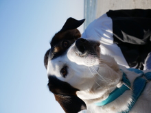 MAILA, Hund, Mischlingshund in Seesen - Bild 11
