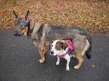 MAILA, Hund, Mischlingshund in Seesen - Bild 2