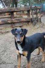 PITYU, Hund, Mischlingshund in Ungarn - Bild 1