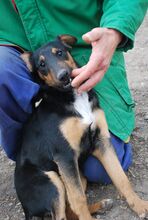 PITYU, Hund, Mischlingshund in Ungarn - Bild 2